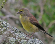 Cape Siskin