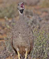 Karoo Korhaan