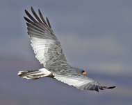 Pale Chanting Goshawk
