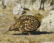 Namaqua Sandgrouse