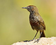 Cinnamon-breasted Warbler