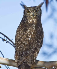 Spotted Eagle Owl