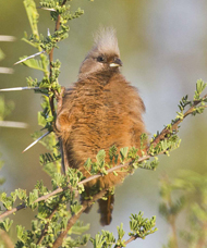 Speckled Mousebird