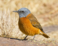 Cape Rock Thrush