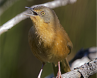 Victorin's Warbler