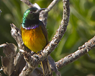 Orange-breasted Sunbird