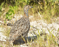 Grey-winged Francolin