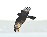 Black Harrier