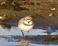 Chestnut-banded Plover, West Coast