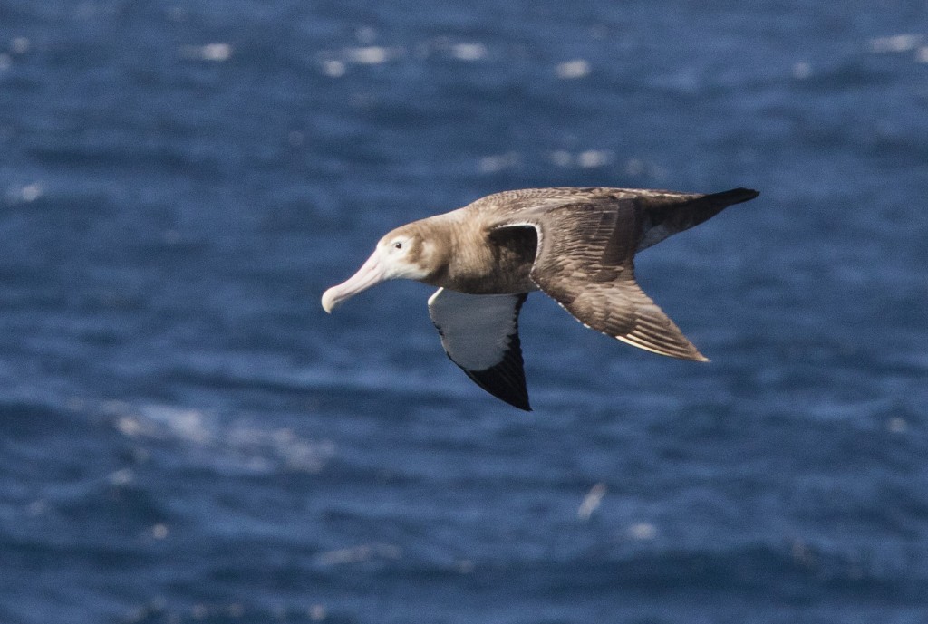 Wandering Albatross - juvenile
