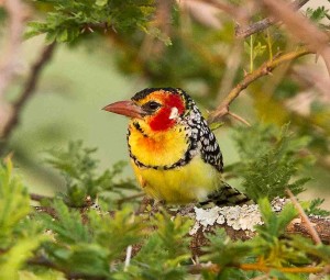 Red-and-yellow Barbet