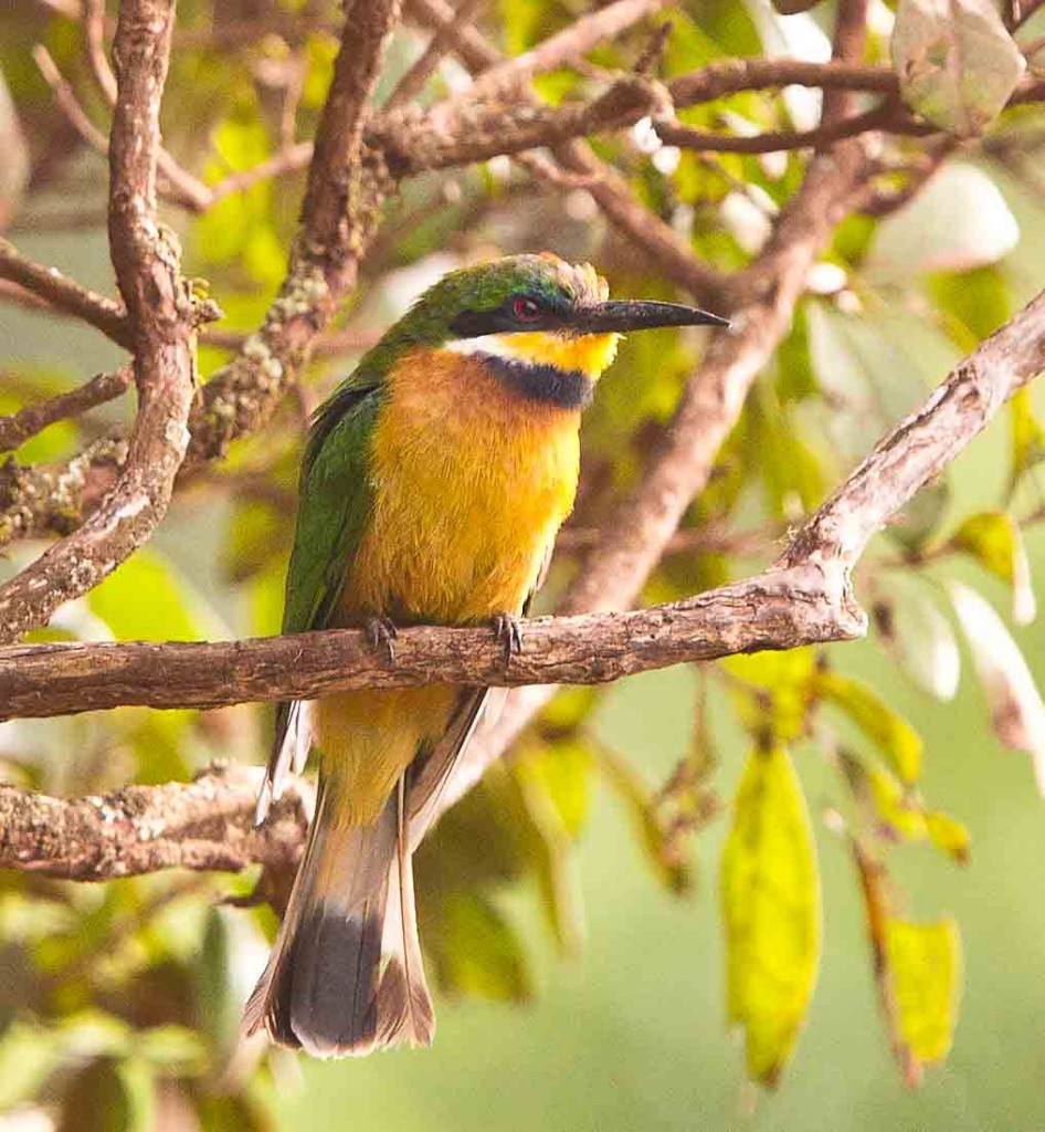 Cinnamon-breasted Bee-eater