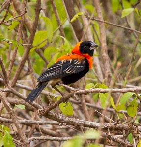 Black Bishop