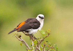 White-headed Buffalo Weaver