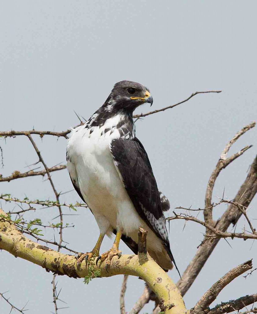 Augur Buzzard