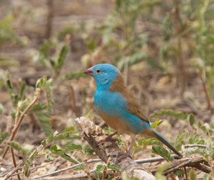 Blue-capped Cordon Bleu