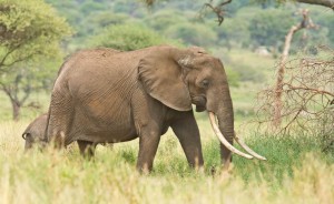 Elephant and calf