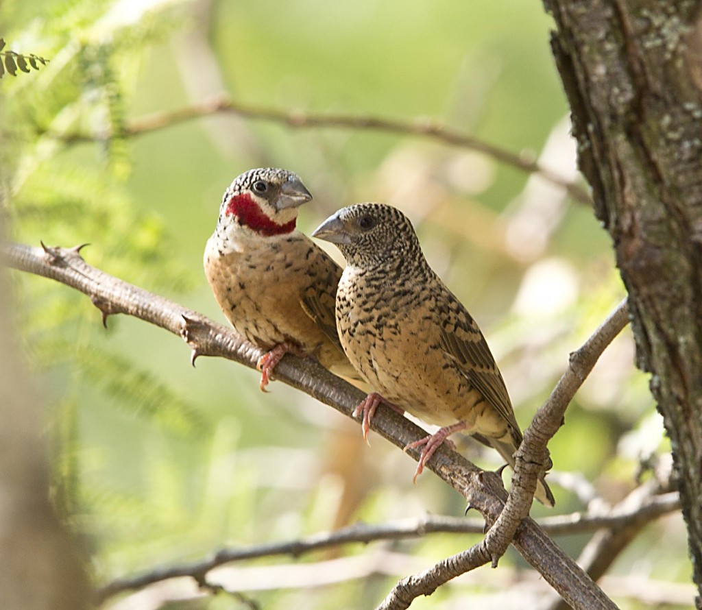 Cut-throat Finch