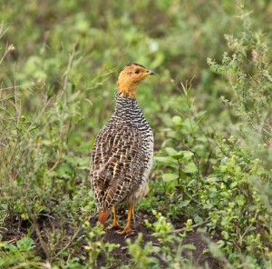 Coqui Francolin