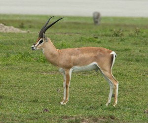 Grant's Gazelle