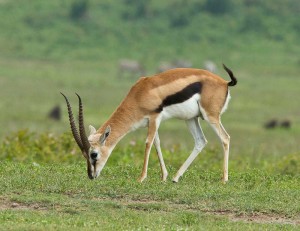 Thompson's Gazelle
