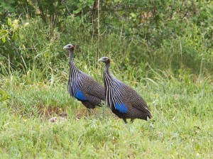 Vulturine Guineafowl
