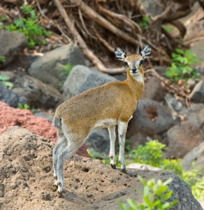Klipspringer (male)