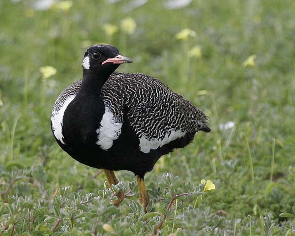 Black Korhaan