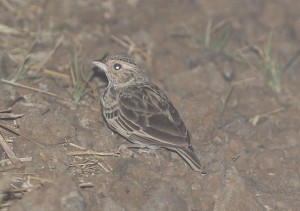 William's Lark, Samburu, Northern Kenya