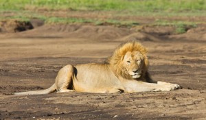 Male Lion