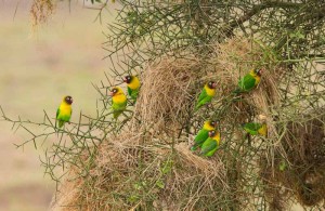 Yellow-collared Lovebirds