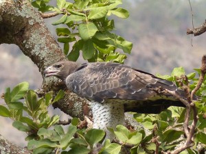 Martial Eagle with small prey item