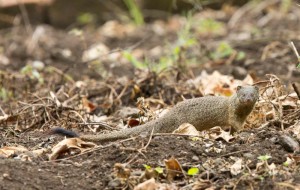 Slender Mongoose