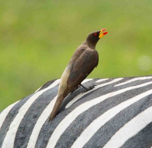 Yellow-billed Oxpecker