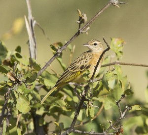 Golden Pipit, female, Shaba Reserve, Northern Kenya