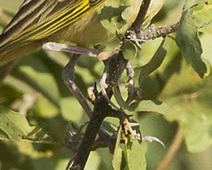 Golden Pipit Female, Tibia, Shaba Reserve, Northern Kenya