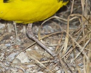 Golden Pipit, Lower Tibia Male