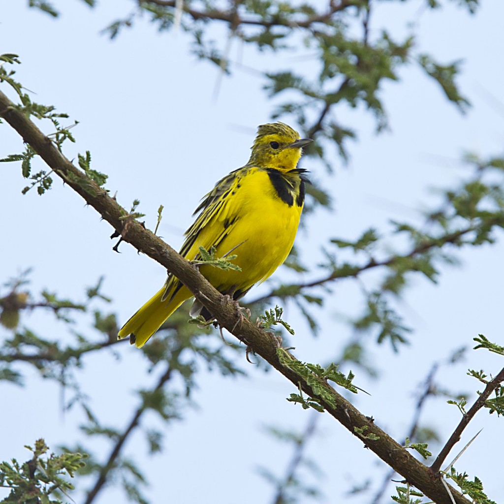 Golden Pipit, Meru National Park