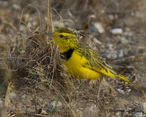 Golden Pipit Male, Samburu, Northern Kenya