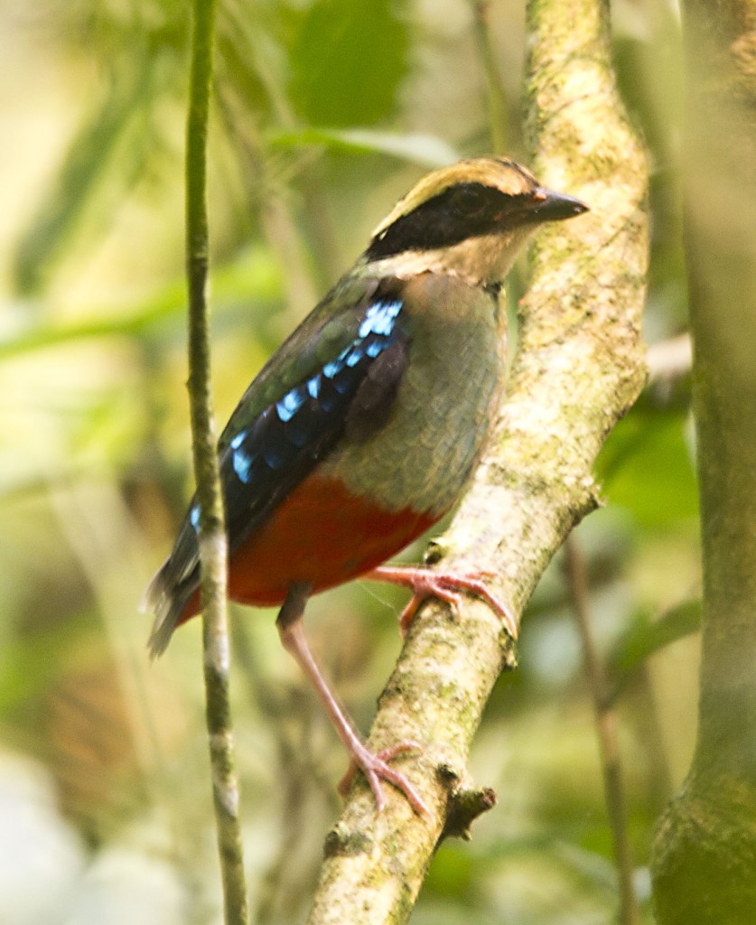 Green-breasted Pitta, Kibale Forest in Uganda