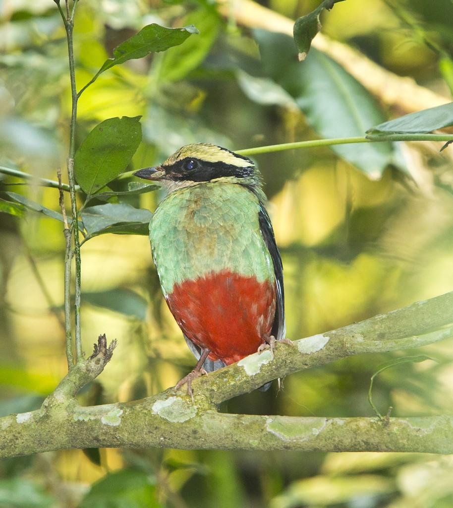 Green-breasted Pitta - front view