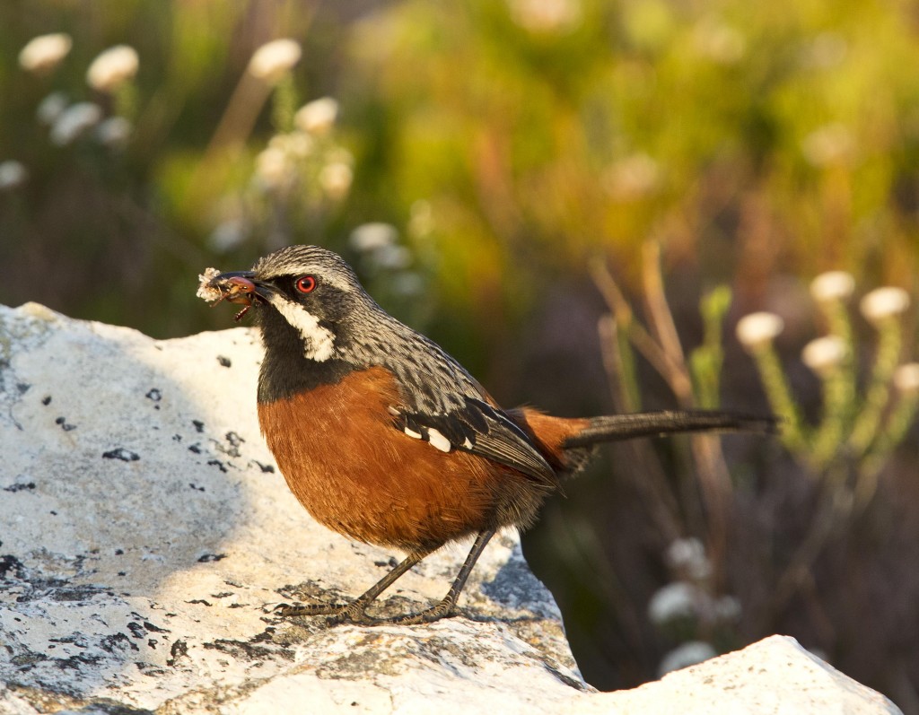 Cape Rockjumper with Zebra Cockroach, seen on a birding tour near Cape Town at Rooi Els, by Avian Leisure