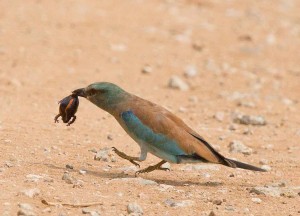 Eurasian Roller
