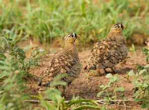 Black-fronted Sandgrouse