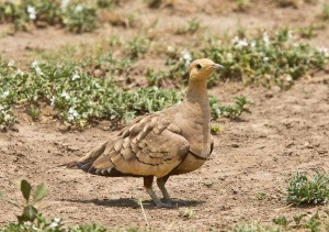 Chestnut-bellied Sandgrouse