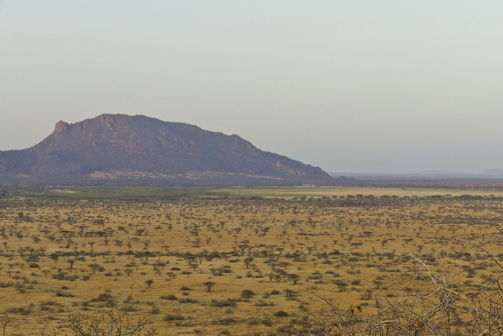 Savanna in Shaba Reserve, Golden Pipit habitat