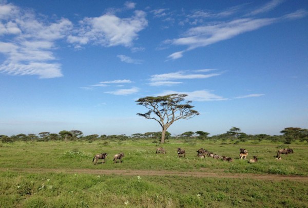 Simply Serengeti