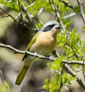 Olive Bush-Shrike