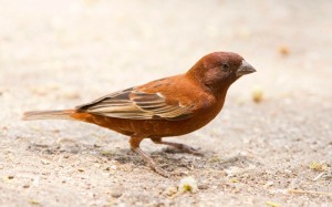 Chestnut Sparrow