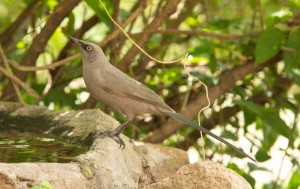 Ashy Starling